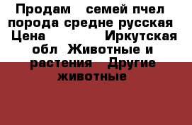 Продам 5 семей пчел, порода средне-русская › Цена ­ 12 000 - Иркутская обл. Животные и растения » Другие животные   . Иркутская обл.